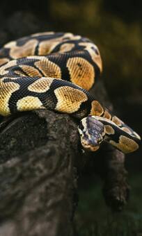 कितनी स्पीड से भागता है अजगर? जवाब सुन चकरा जाएगा सिर