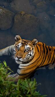 7 Must Visit National Parks Before Monsoon Shutdown