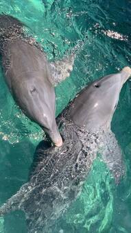 7 Places In The World Where You Can Swim With Wild Dolphins