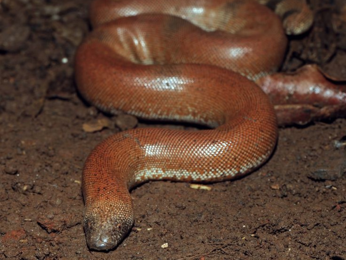 Shikhandi Snake सोने से भी महंगा है ये सांप? जिसको लेकर करोड़ो में लगती है बोली....भारत ...