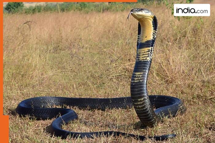 Meet world's most poisonous creature, it is not King Cobra or Black Mamba snake, the name is…, there is no... 2 world's most poisonous creature, King Cobra, Black Mamba, snake, poisonous creature, cobra, venom, snail, Geography Cone Snail, Conus geographus, antidote, doctors, scientists