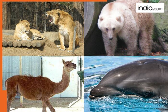 7 rare and unique animals created by humans 2 Animals, humans, Hybrid animals, Cama, camel, llama, Pizzly Bear, polar bear, grizzly bear, Mule, donkey, horse, Zorse, zebra, Wholphin, Liger, lion, tiger, tigress, Pomsky, Pomeranian, Siberian Husky