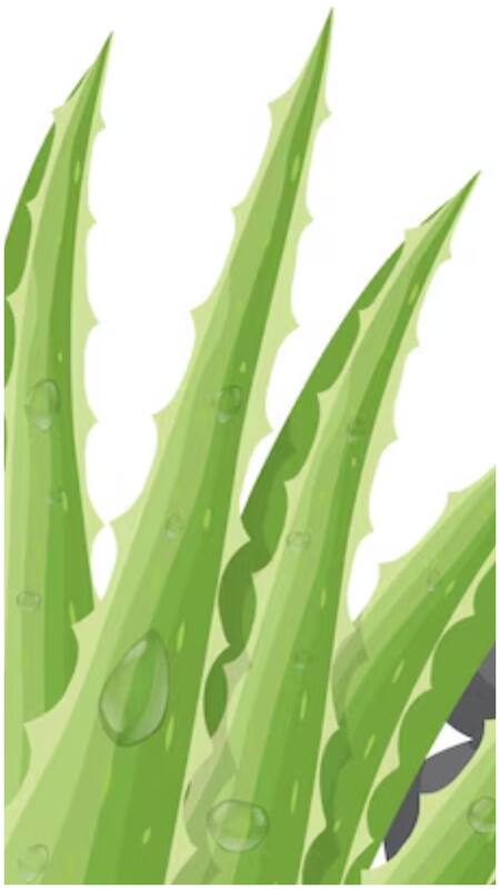 wie lange aloe vera auf der haut lassen Aloe Vera Gel – Feuchtigkeitspflege für trockene und sonnenstrapazierte Haut main image 0