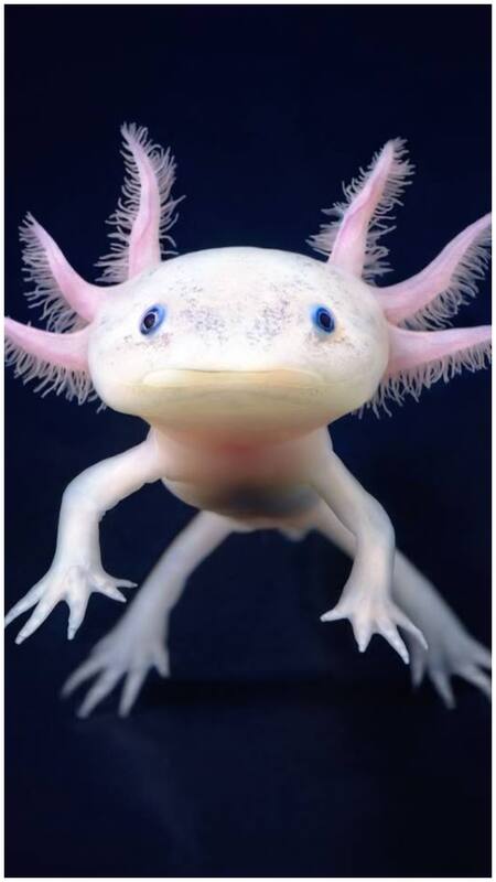 animals live without heades (5)