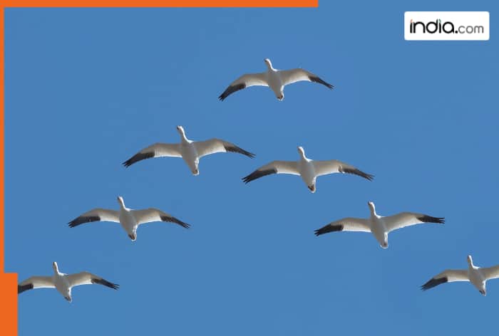 Birds fly in a V shape due to..., the reason will leave you stunned 2 birds