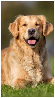 घर में इन 5 जानवरों को पालना है शुभ, तरक्की के साथ घर लाते हैं सुख-समृद्धि