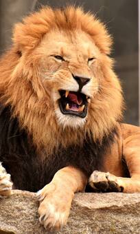 शेर का भी शिकार कर सकते हैं ये 5 जानवर