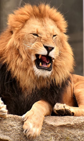 शेर का भी शिकार कर सकते हैं ये 5 जानवर