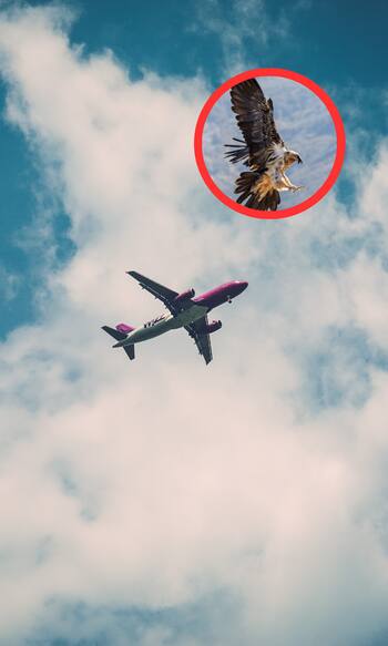 ऊंची उड़ान भरने में हवाई जहाज को टक्कर देते हैं ये पक्षी, नाम सुन चौंक जाएंगे