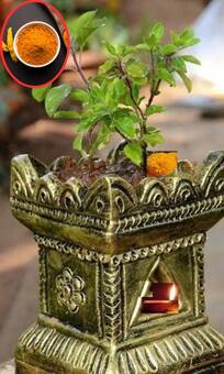 तुलसी में डाल दें ये 1 चीज, कभी नहीं होगी पैसों की कमी!