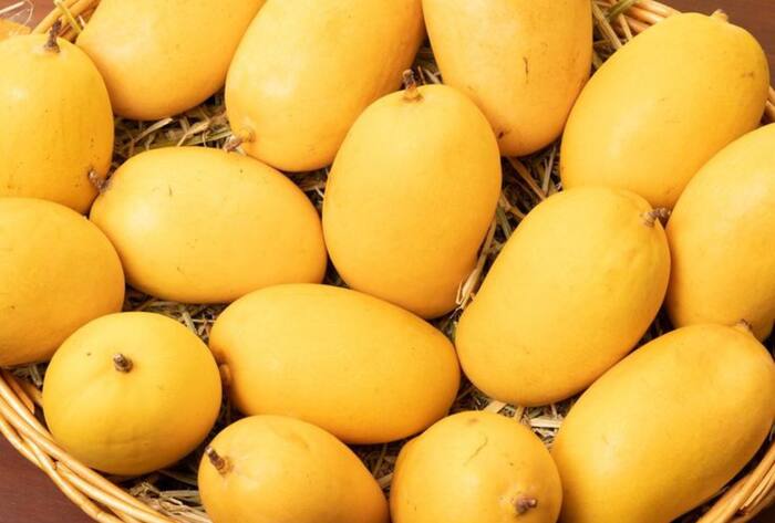 Use these tips to buy ripe and sweet mangoes meetha aam kaise pahchane in hindi