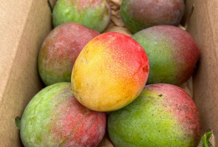 Use these tips to buy ripe and sweet mangoes meetha aam kaise pahchane in hindi