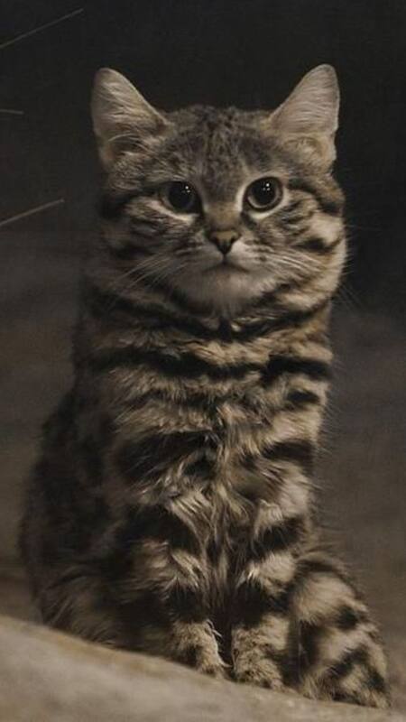 Why the Black-Footed Cat Is Nature’s Top Killer