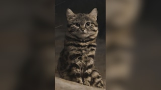 Why the Black-Footed Cat Is Nature’s Top Killer