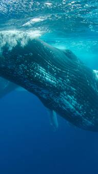 ब्लू व्हेल का वजन कितना होता है? जानकर पैरों तले खिसक जाएगी जमीन!