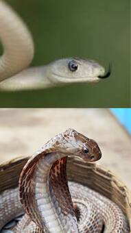 Black Mamba vs King Cobra: Who would win in a deadly face-off?