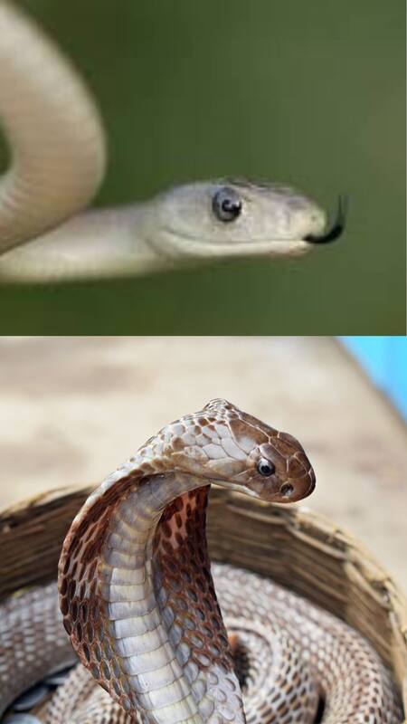 King Cobra vs Black Mamba Can the Mamba Defeat the Cobra?