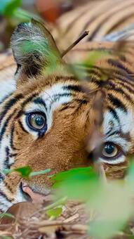 Which 7 Indian State Has The Most National Parks?