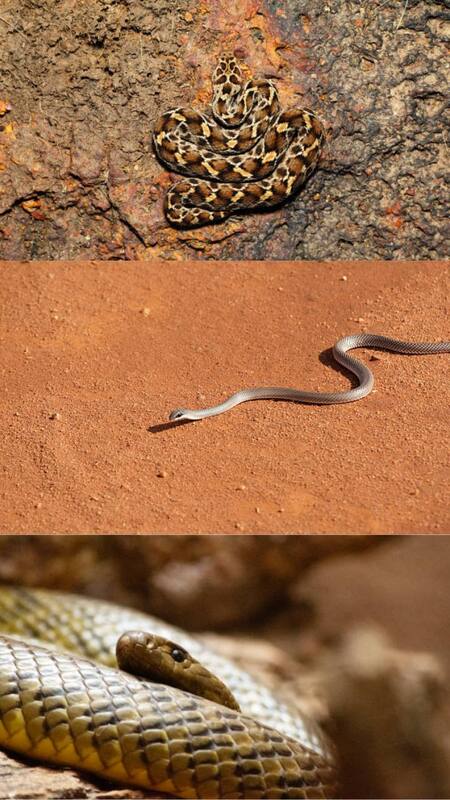 7 Snakes That Can Kill You in Minutes