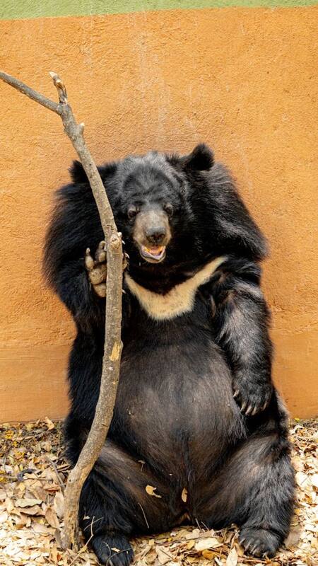 8 animals which are deadlier than they look