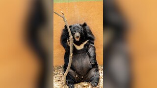 8 animals which are deadlier than they look