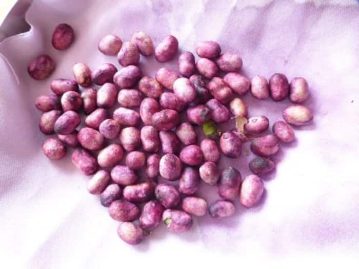 Jamun seeds can control diabetes naturally