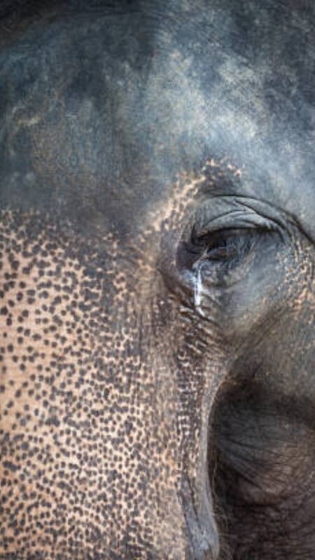 7 animals that 'cry' like humans