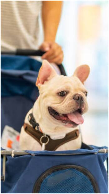 ट्रेन और प्लेन में किन-किन जानवरों को साथ लेकर जा सकते हैं आप? जान लें नियम