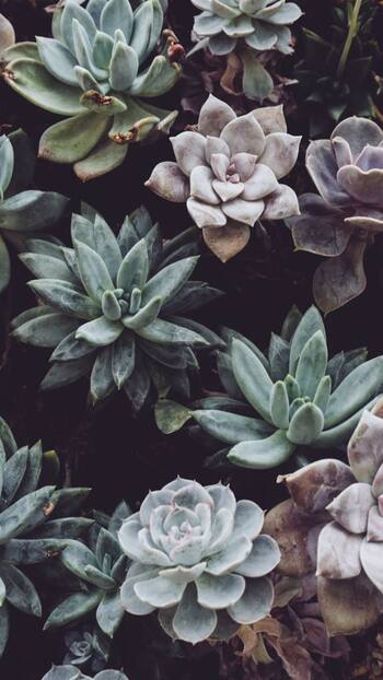 7 indoor plants that attract wealth and peace