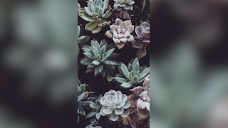 7 indoor plants that attract wealth and peace