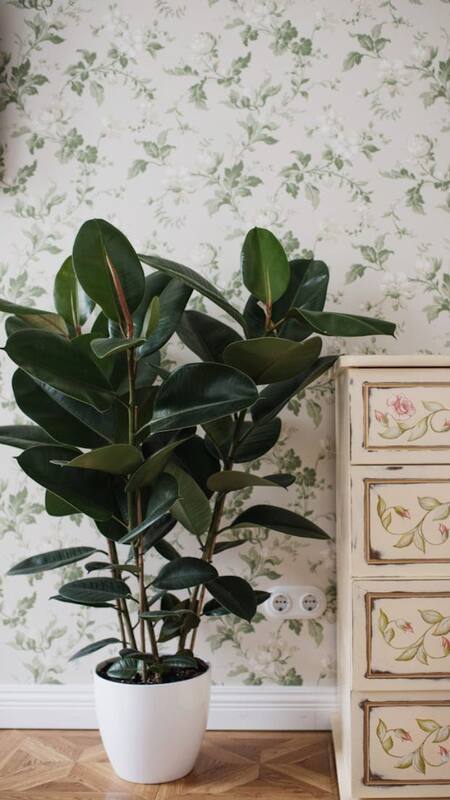 Rubber Plant : Represents abundance and wealth. Large round leaves are associated with prosperity, especially when placed in the wealth corner (southeast).