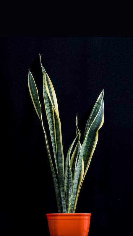 Snake Plant : Protects against negative energy and toxins. Considered a guardian plant that supports peaceful sleep and mental clarity.