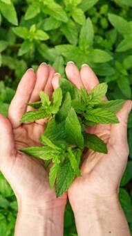 बालों में जान फूंकेगा तुलसी का तेल, जानिए लगाने का सही तरीका