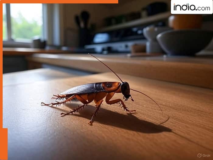 Cockroach 1