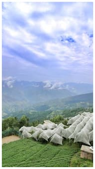 फागू- एक ऐसा हिल स्टेशन जिसके आगे फेल हैं सारे हिल स्टेशन