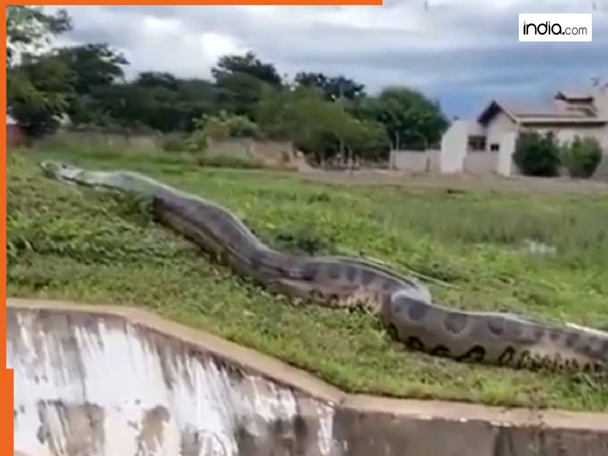 Viral Anaconda Snake Video: जंगल से निकला विशालकाय, खतरनाक और डरावना ...