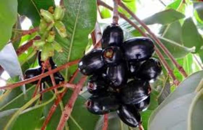 Jamun seeds can control diabetes naturally