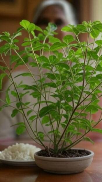 तुलसी पर चढ़ाएं ये सफेद चीज, मिलेगा धन और सौभाग्य का वरदान