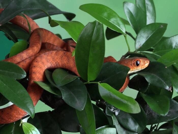 Sandal tree price in india