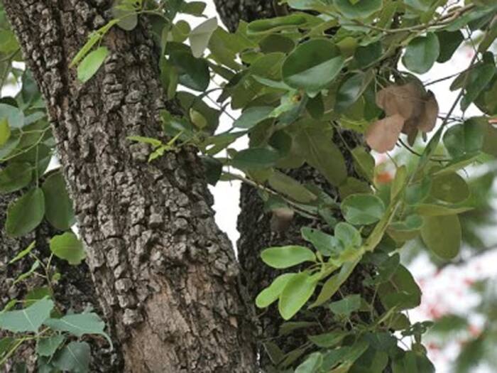 Sandalwood tree farming det