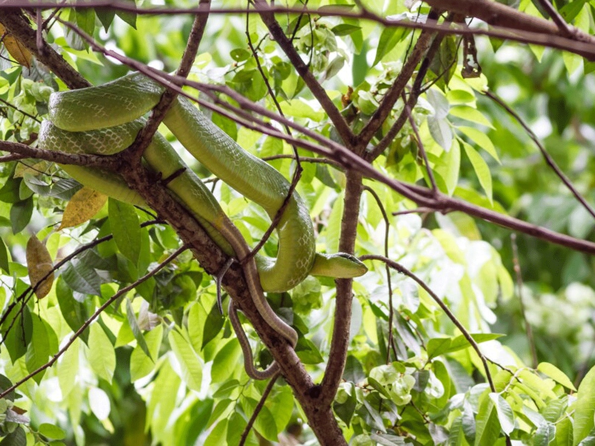 Sandalwood tree growing pro