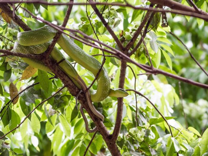 Sandalwood tree growing pro