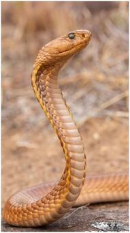 This Indian state has the most snakes