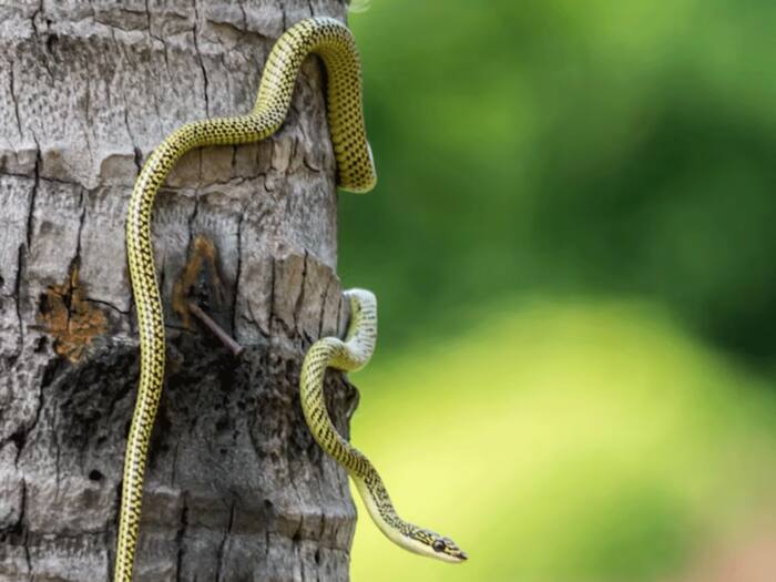 Snake and chandan tree