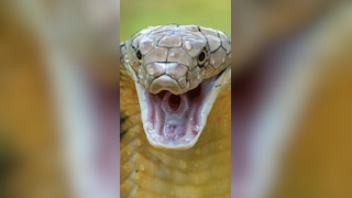 7 Most dangerous snakes that can kill you in minutes