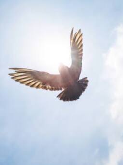 घर में रखें इस पक्षी का टूटा हुआ पंख, पैसों से भर जाएगी तिजोरी