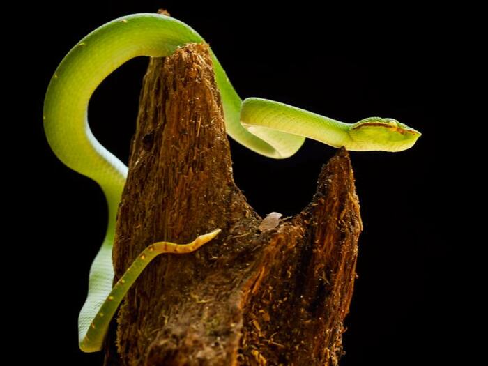 Why snakes live on chandan