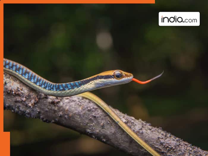 Why snakes love sandalwood