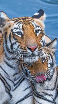 8 Southern Monsoon Safaris For Tiger Sightings