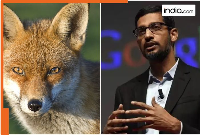 Foxes take over Google’s new building in London, office costs Rs 115000000000, management says…, Sundar Pichai to…